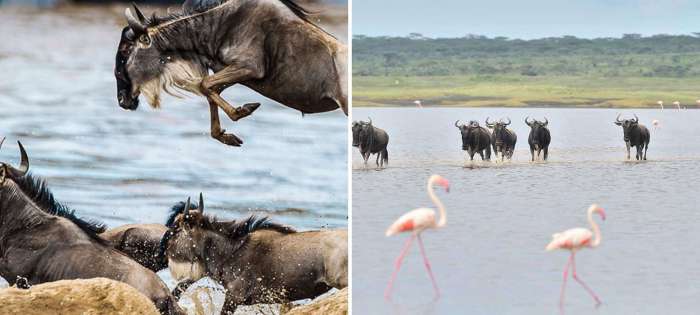 A short guide on choosing between the Masai Mara and the Serengeti ...